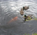 bwpducks